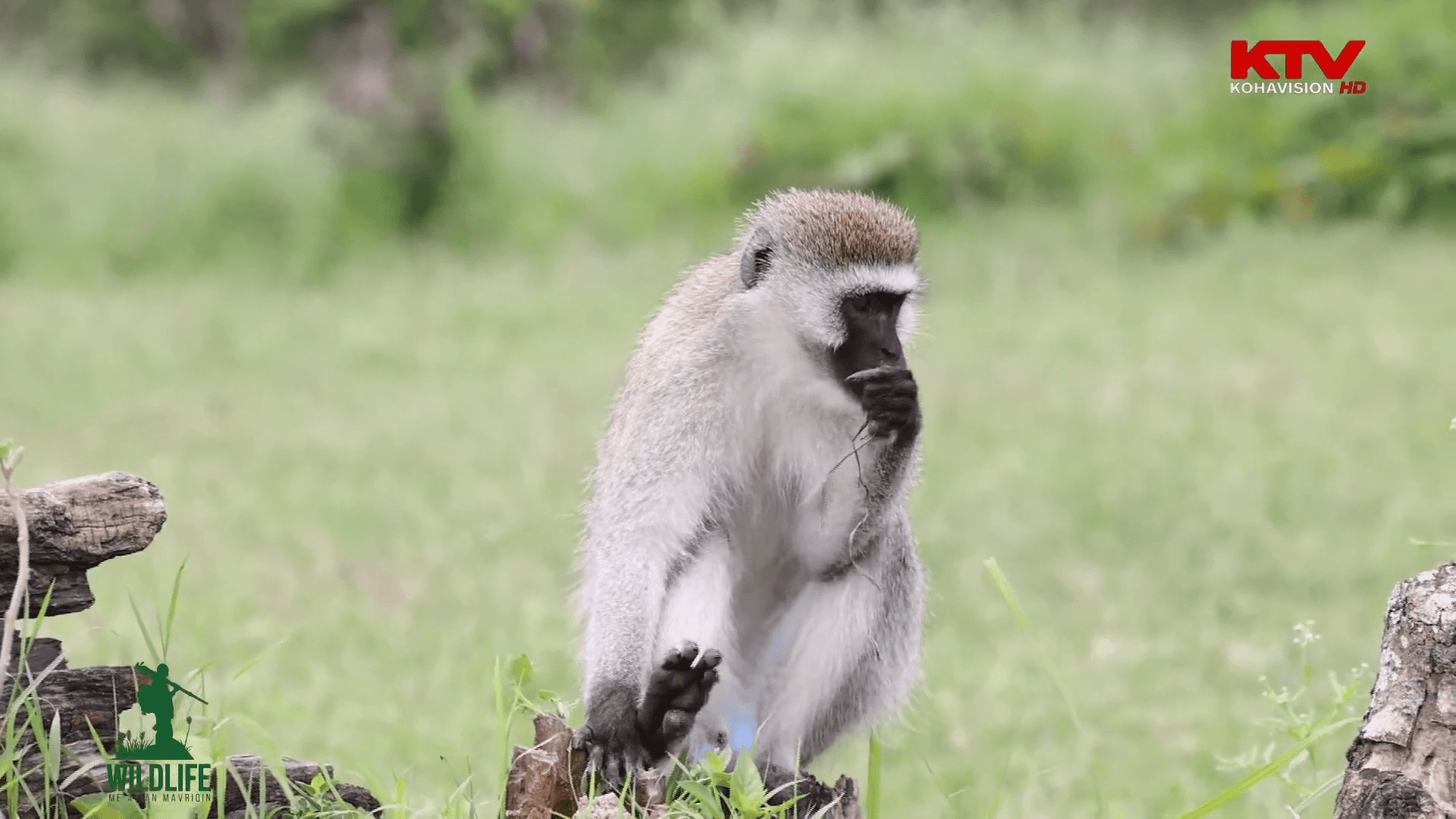 “Wildlife” me Arian Mavriqin - Afrika, pjesa II