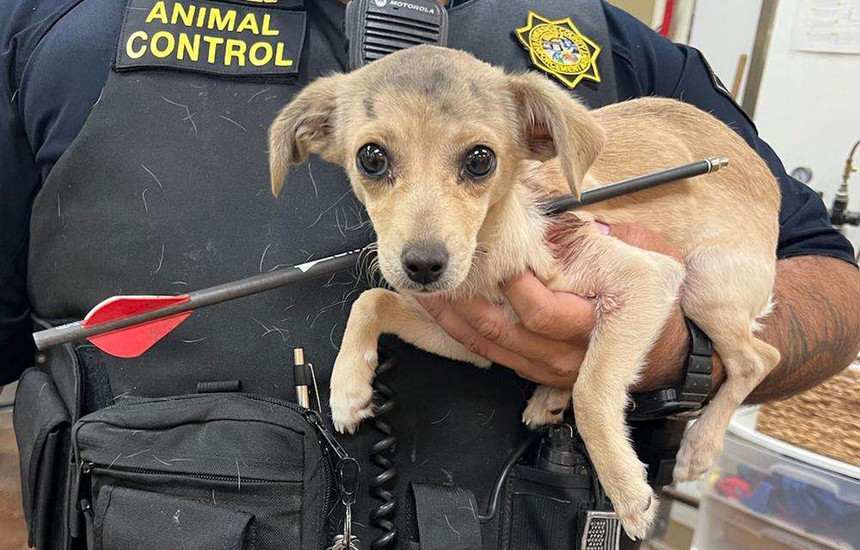 El perro sobrevive a la herida tras recibir un disparo en el cuello con una flecha