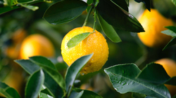 Efektet anësore të konsumimit të limonit
