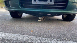 Shpëtohet macja që mbeti e bllokuar nën veturë