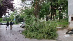 Era e fortë rrëzon pemën në lagjen “Ulpiana”