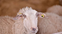 Kaçanik, 280 dele dyshohet të jenë kontrabanduar nga Maqedonia e Veriut