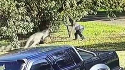 Një burrë përleshet me kangurin në Australi
