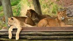 Dalja e luanëve nga rrethojat shkaktoi panik në kopshtin zoologjik të Sydneyt