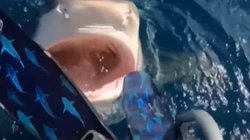 Detarja për pak sa nuk ra në gojën e peshkaqenit [VIDEO]
