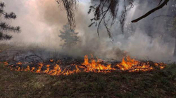 Tre milionë hektarë pyje u dogjën në Ukrainë