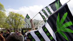 Në pesë shtete në SHBA sot votohet nëse duhet legalizuar marihuana