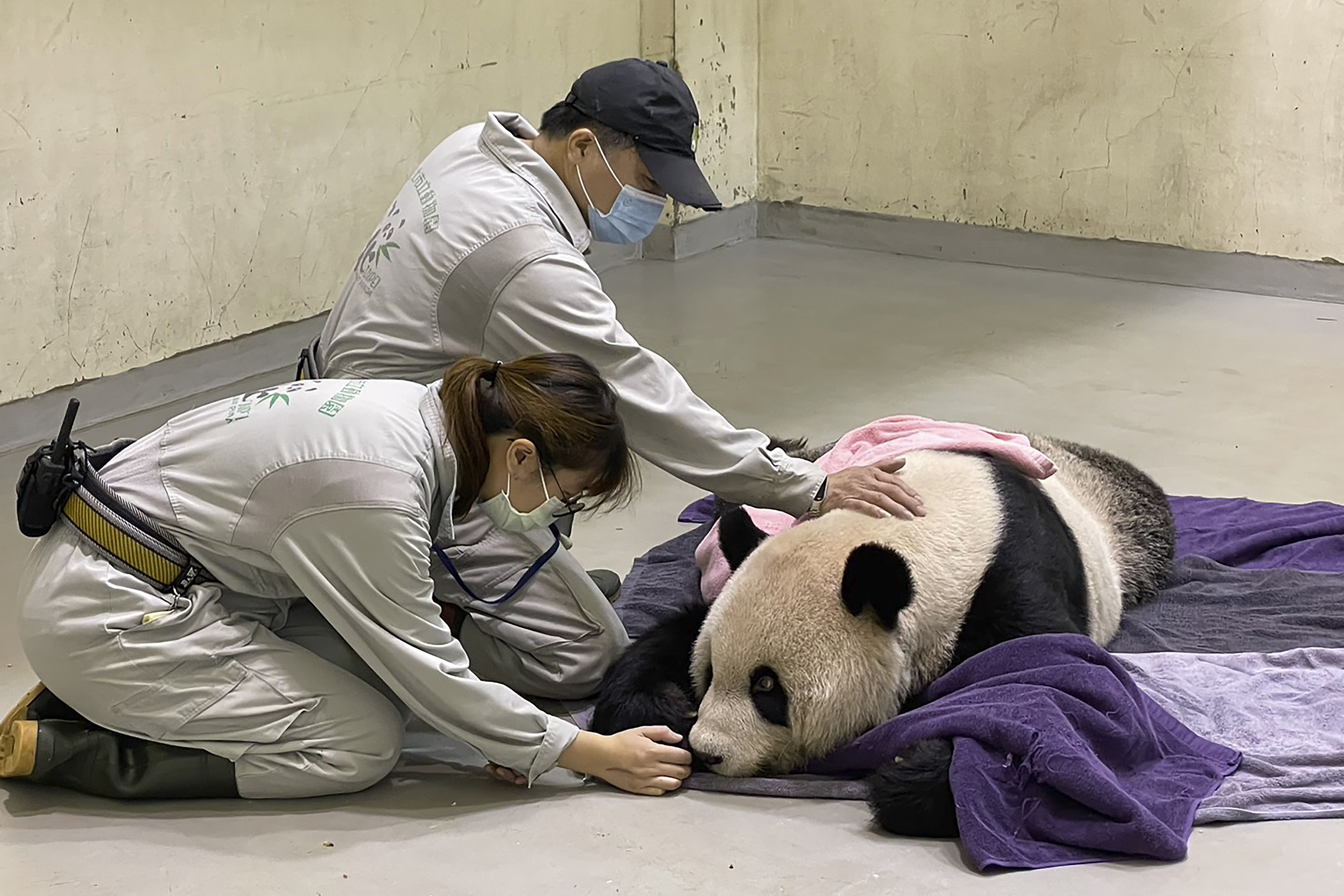 Ngordh panda gjigante të cilën Kina ia dhuroi Tajvanit më 2008