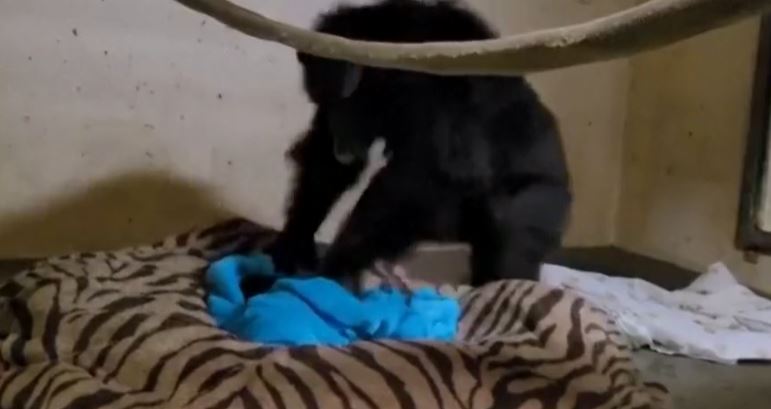 Momenti emocional kur shimpanzeja takohet me të porsalindurin e saj