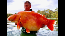 Kapet peshku 67 kilogramësh në Francë [VIDEO]