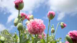 Fermerja nga Tasmania “tronditet” kur mëson se mbolli gabimisht bimë opiumi