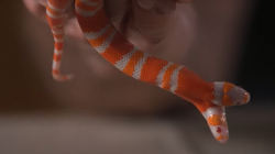 Në SHBA, zbulohet gjarpri “albino” me dy koka [VIDEO]