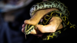 Amerikani akuzohet se kontrabandoi tre gjarpërinj duke i fshehur në pantallona