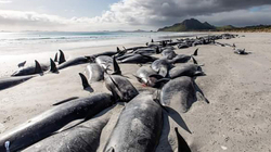 Rreth 500 balena ngordhin nga një bllokim masiv në ishujt e Zelandës së Re