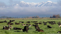 Zelanda planifikon taksa për kafshën për mbrojtjen e klimës