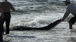 Aligatori masiv tmerroi turistët në Florida