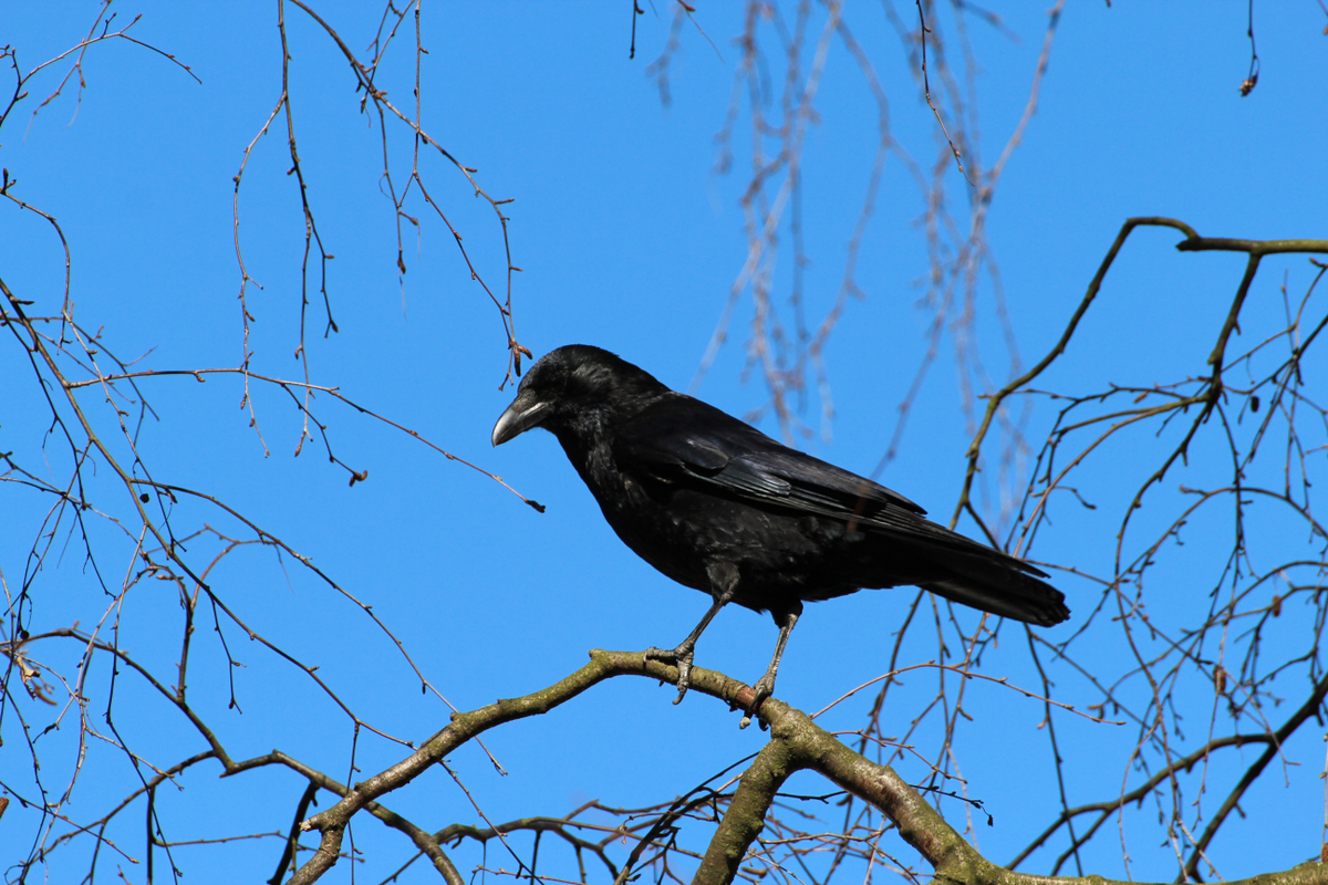 L'intelligence du corbeau 