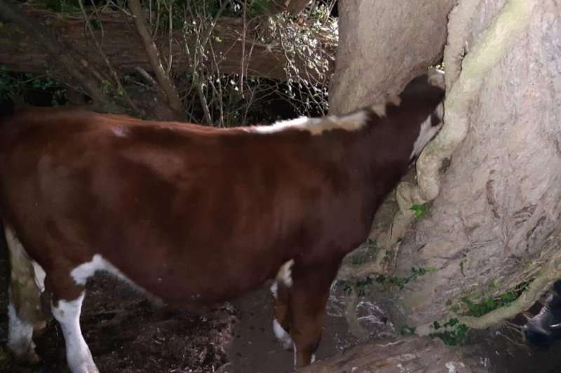 Ngeci me kokë në pemë, lopa shpëtohet nga zjarrfikësit