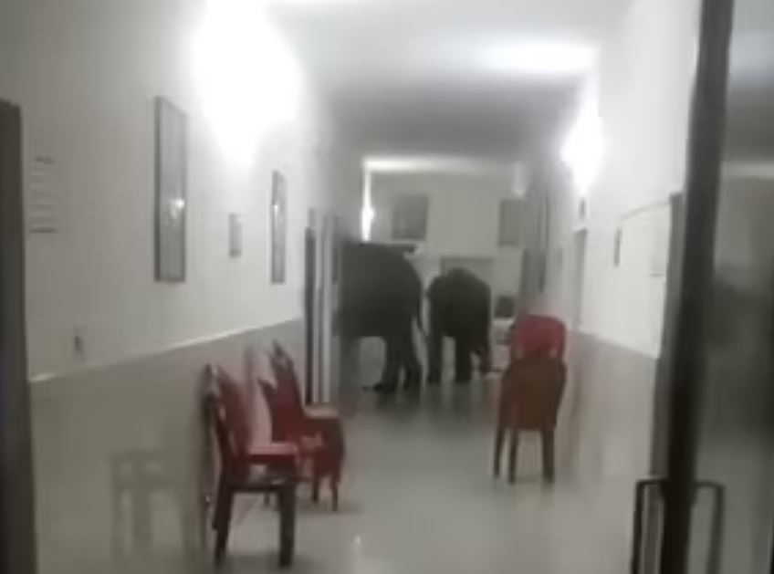 Elefantët futen në një spital në Indi [VIDEO]