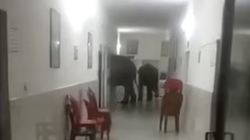 Elefantët futen në një spital në Indi [VIDEO]