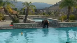 Filmohet ariu në pishinën e një amerikani