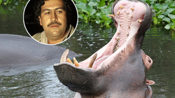 Kolumbia “e pushtuar” nga hipopotamët e Pablo Escobarit, shteti s’ka zgjidhje