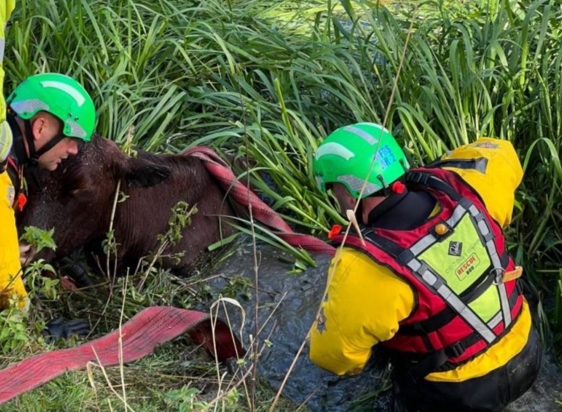 Lopa bie në lumë, zjarrfikësit britanikë i dalin në ndihmë