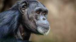 Shimpanzeja arratiset nga kopshti zoologjik i Kharkivit, por kthehet me biçikletë