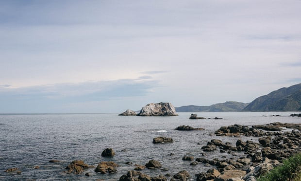 Përplaset anija me balenën në Zelandën e Re, pesë të vdekur