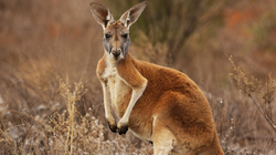Australiani vritet nga kanguri që e mbante si kafshë shtëpiake