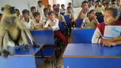 ​Majmuni “ndjek” mësimin me nxënësit në një shkollë në Indi