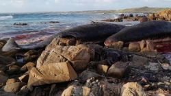 14 balena të reja gjenden të ngordhura në plazhin e Tasmanias në Australi