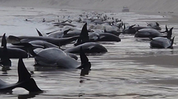230 balena të bllokuara në një plazh të Australisë, përpjekje për t’i shpëtuar