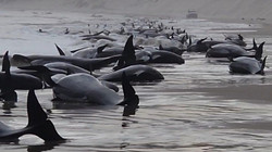 230 balena të bllokuara në një plazh të Australisë, përpjekje për t’i shpëtuar”