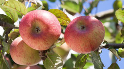 Si t’i përdorni gjethet e mollës për përfitime shëndetësore”