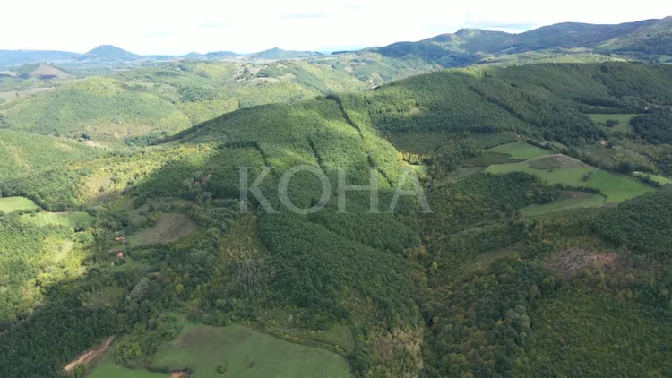 Agjencia e Pyjeve: Është rritur niveli i prerjeve ilegale të pyjeve në Kosovë