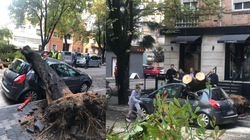 Incident në Tiranë, pema rrëzohet mbi mjetin e parkuar