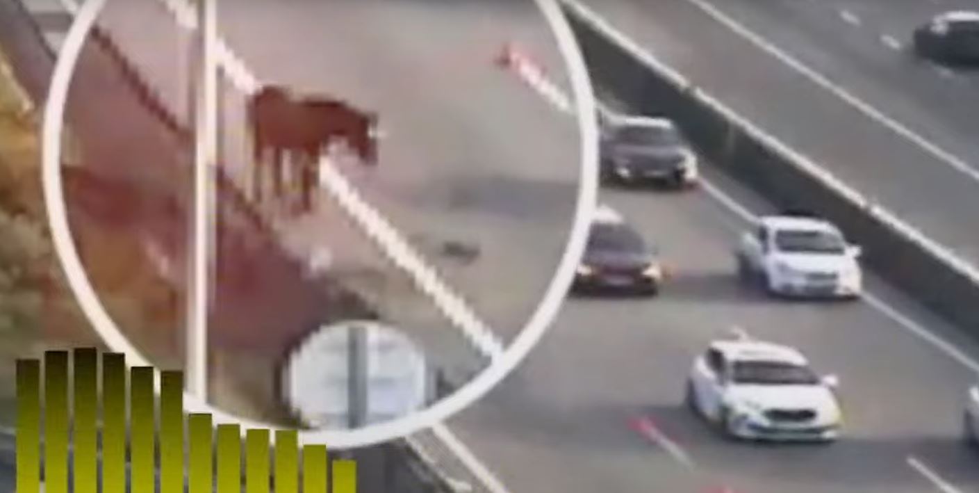 Kali futet në autostradë, shkakton kolona dhe detyron policinë të reagojë