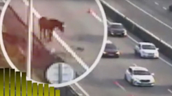 Kali futet në autostradë, shkakton kolona dhe detyron policinë të reagojë