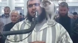 Macja hidhet mbi imamin teksa ai fal namazin