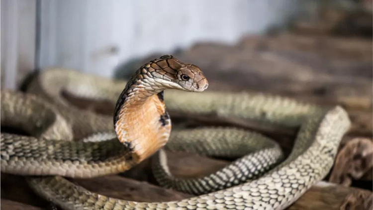 South African Pilot Faces 'Snakes On A Plane' Moment With Cobra In Cockpit