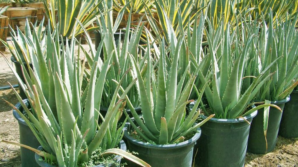 Aloe Vera