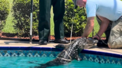 Në Florida hiqet aligatori 4 metra i gjatë nga pishina
