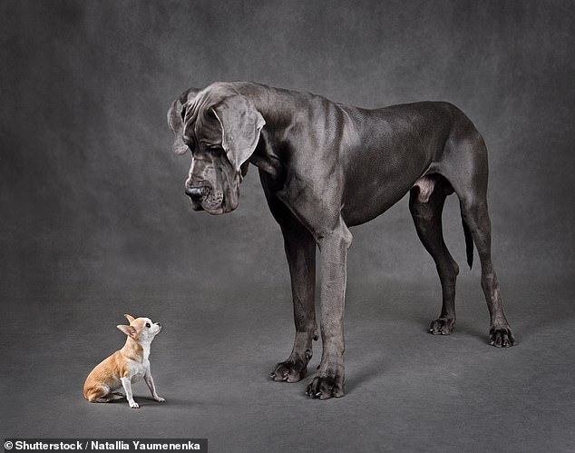 Big dog and little dog sales living together