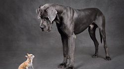 Pse qentë e vegjël jetojnë më gjatë se ata të mëdhenjtë