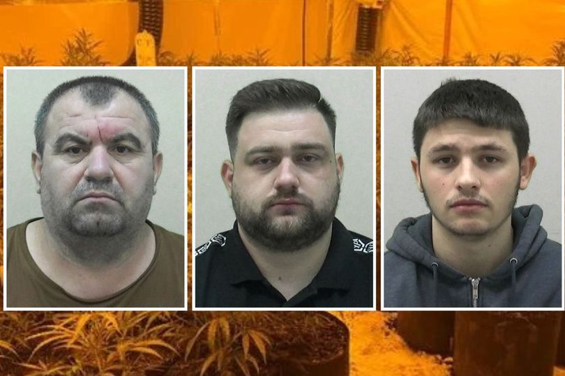 Drei Albaner werden in Großbritannien festgenommen, ihre Farm, auf der sie Cannabis anbauen, wurde beschlagnahmt