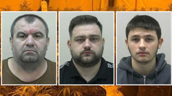 Arrestohen tre shqiptarë në Britaninë e Madhe, iu kap ferma ku kultivonin kanabis