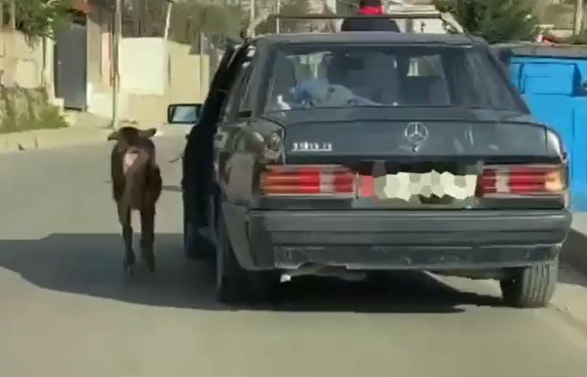 Gjobitet shoferi që tërhoqi me veturë dhinë e lidhur