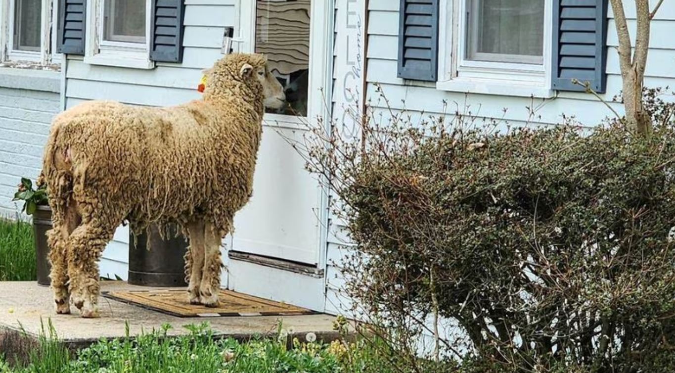 Amerikani “ankohet” për delen që tentoi të futej në shtëpi