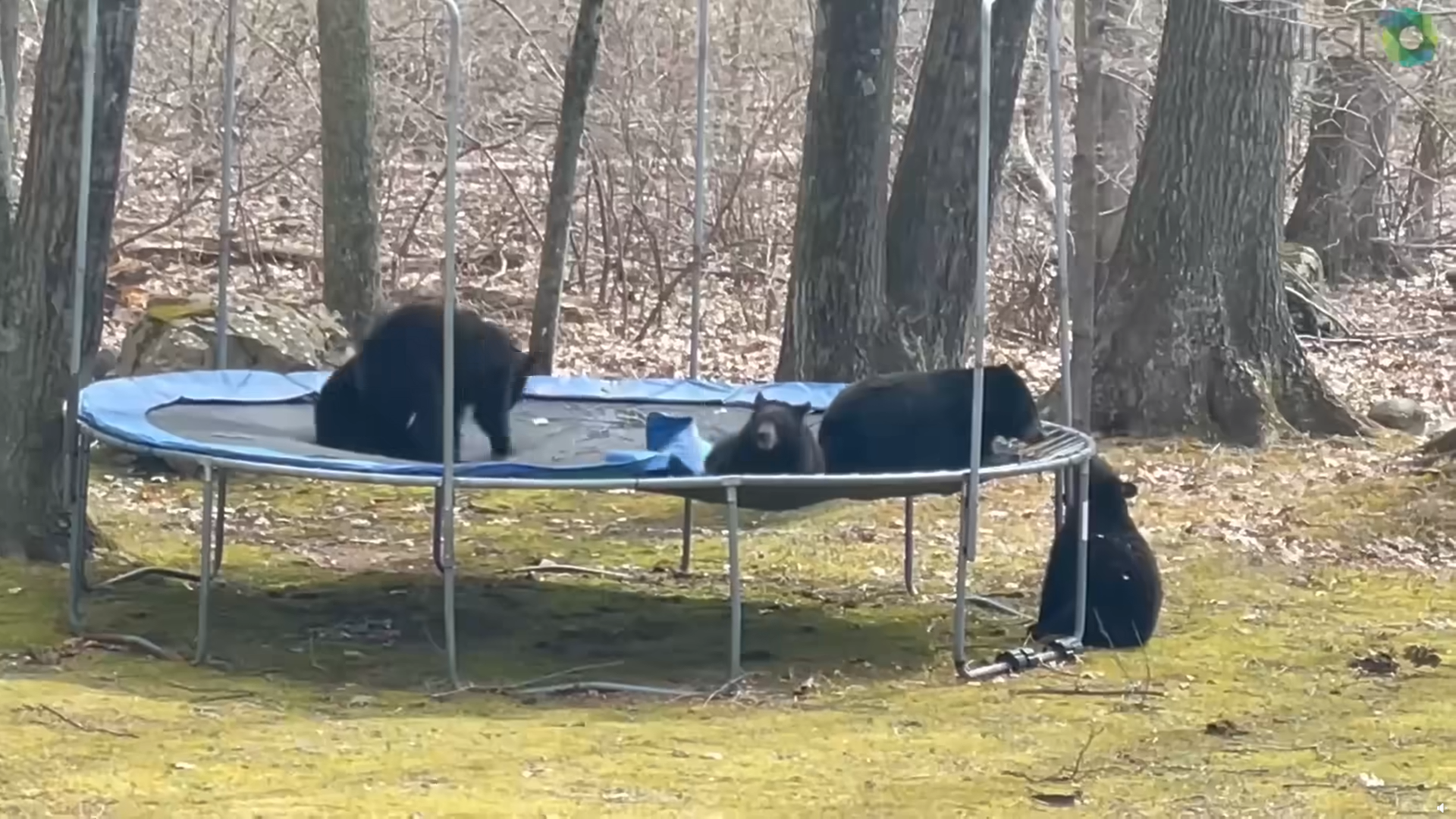 Arinjtë mbi trampolinë